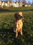 Rosco 18 Wochen